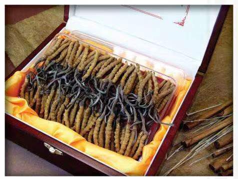 隆昌冬虫夏草回收